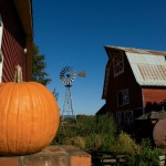 Picking Pumpkins: Discover Illinois Pumpkin Patches and Festivals