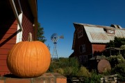 Pumpkin patches in Illinois