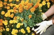 Gardening definitions