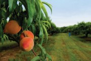 peach_tree