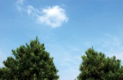 Christmas Tree Farms in Illinois
