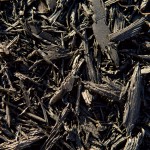 Mulch or Cover Outdoor Plants This Winter