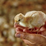 Turkey Trivia From Bird Brains to ‘Birdzilla’