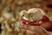 turkey facts