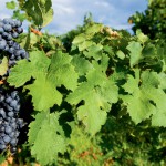 Farm Focus: Wineries