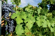 Illinois Wineries, Shawnee Hills Wine Trail