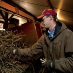 Southwest Illinois: Horseradish Capital of America