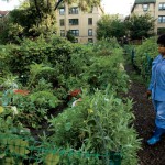 Chicago Neighborhood Gardens Grow Veggies, Community Spirit