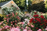 Cottage garden
