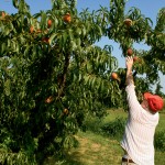Fruit Trees: Which Varieties Grow Well in Illinois?