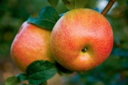 apples