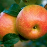 Apple Facts and Recipes for the Fall Harvest