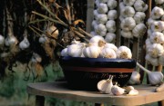 Garlic Farm Facts