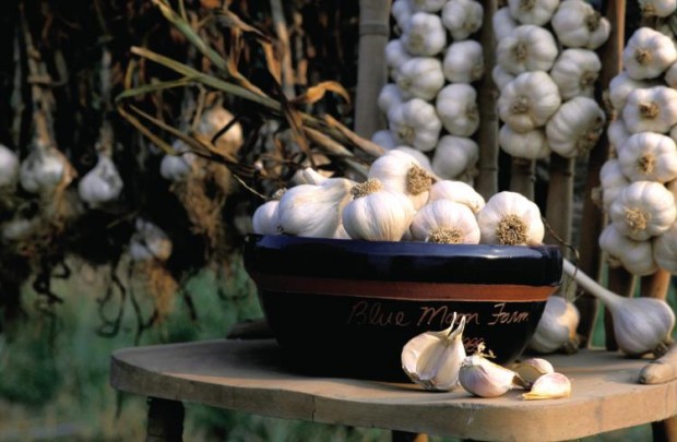 Garlic Farm Facts Garlic Farm Facts