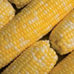 Sweet Corn Blues Festival in Normal