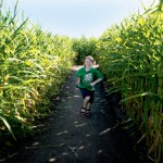 Mazes of Maize at Richardson Adventure Farm
