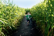Corn Mazes in Illinois