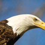 Eagle Watching at Starved Rock State Park in Utica