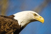 Eagle Watching at Starved Rock Park