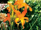 winter flowers