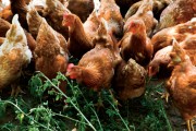 Raising Poultry Produces Golden Moments