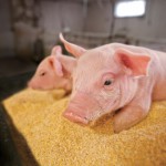 Pigs Receive Extra TLC at Gould Family Farm