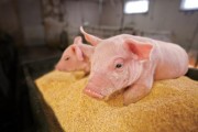 Pigs at Gould Farm in Maple Park, Illiniois