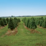 Fine Pines at Shenandoah Christmas Tree Farm