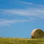 Farm Focus: Hay