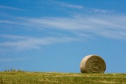 Farm Focus: Hay
