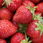 Handpicked Patches at Mill Creek Farm in Quincy