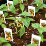 Food For the Soul: Family Garden Feeds More Than Appetite