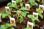 Vegetable Garden