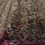 Soybeans harvested