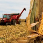 Field Corn and Sweet Corn: What’s the Difference?