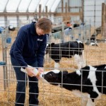 Baby Calf Facts