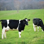 Got Milk? Get Your Fill at Harvard Milk Days