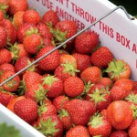 Strawberry Jazz Festival in Kankakee
