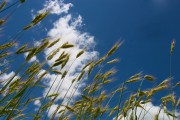 Threshing