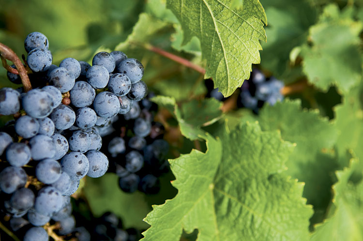 wine grapes on Shawnee Hills wine trail, Illinois