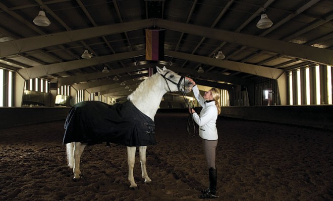 Lipizzans Have an Air About Them