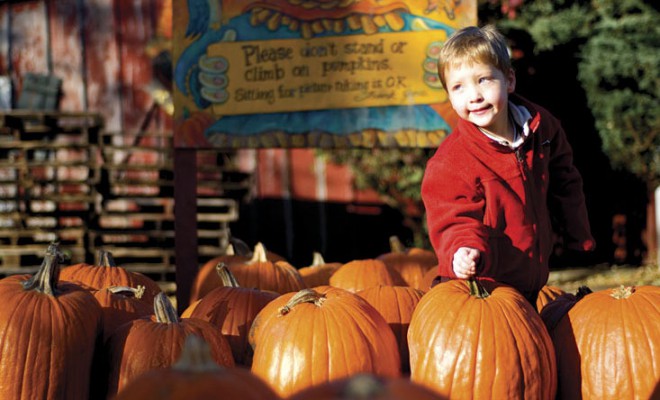 4-year-old Dylan Beilfuss looks for a pumpkin at The Pumpkin Patch in Caledonia, Illinois.