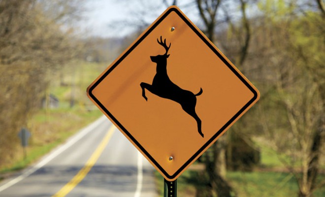 Beware of Wildlife Collisions When Driving