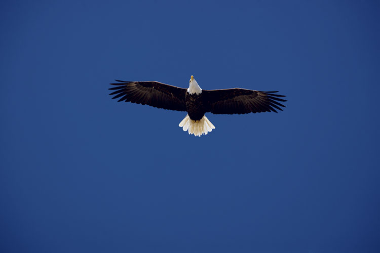 Visitors to Southwestern Illinois look toward the skies each winter to spot bald eagles.