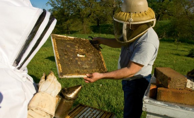 Sweet Life of Beekeeping