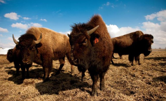 See the Buffalo Roam at Illinois Bison Farm