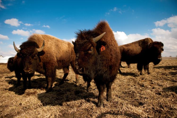 Terry Lieb raises bisons