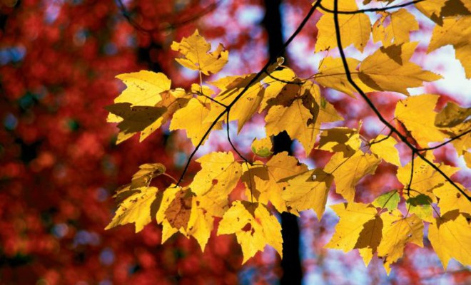 Why Leaves Change Color in the Fall