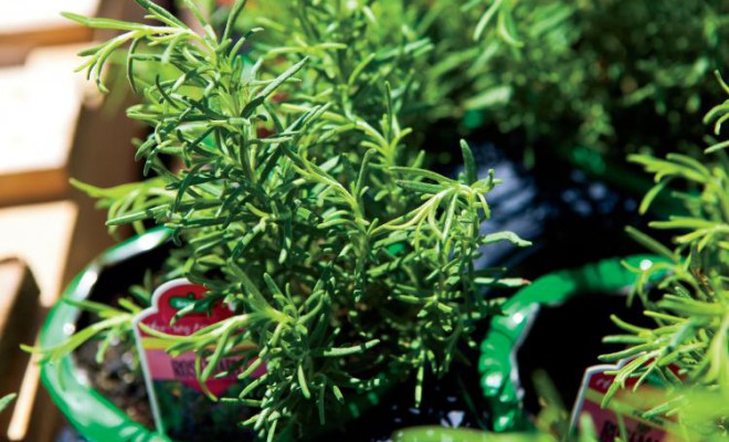 Rosemary, a Versatile Winter Herb