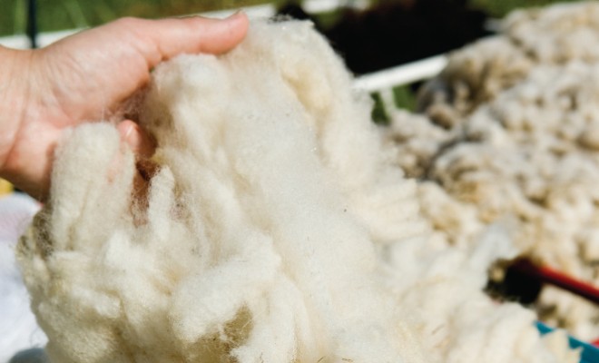 Wool Comes From Many Animal Breeds